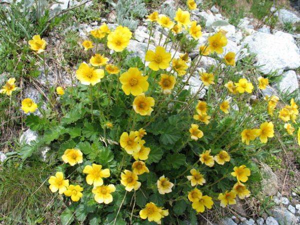 Растения и цветы-многолетники для альпийской горки