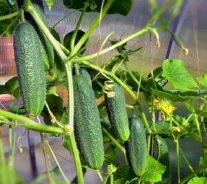 Выращиваем огурцы в теплице: правила ухода от посадки до урожая