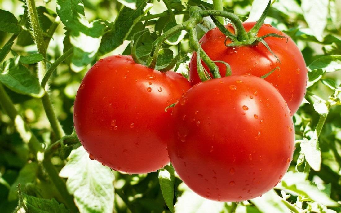 Сорт для настоящих ценителей — великолепный томат «черный барон»