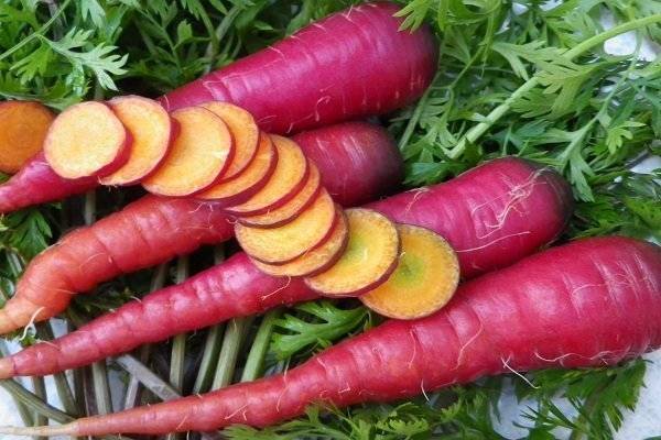 Морковь фиолетовая: что это такое, как использовали раньше, почему оранжевый корнеплод изначально был получен из этого вида, а также сорта и выращивание