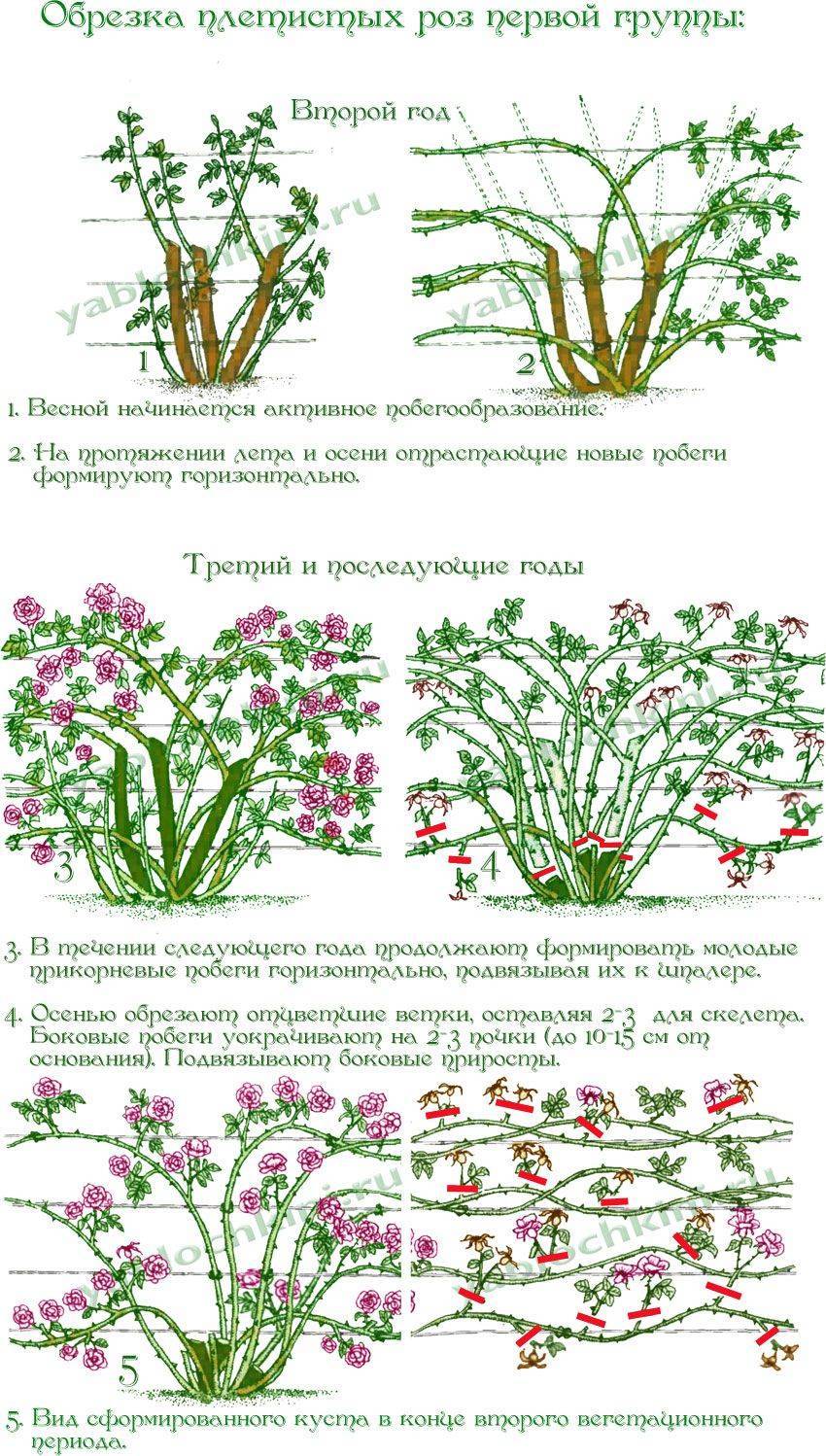 Выращивание плетистых роз – от посадки до обрезки