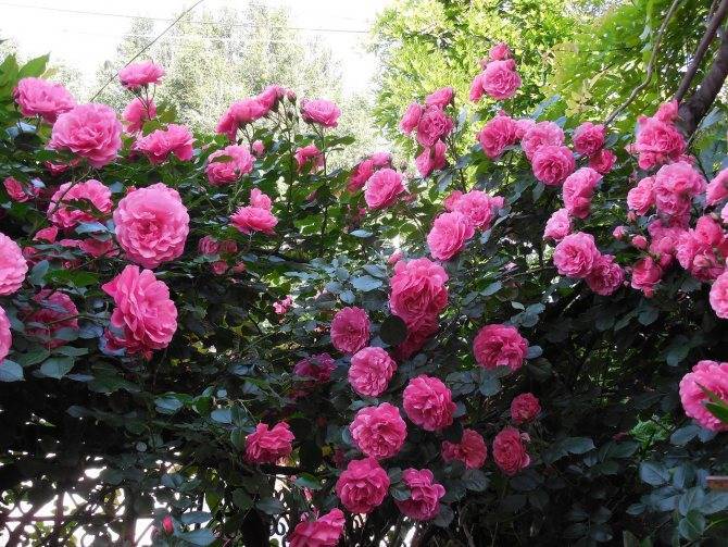 Роза парковая александр маккензи посадка и уход