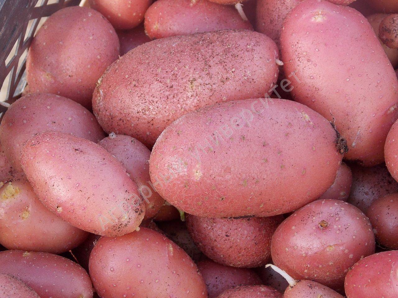 Лучшие сорта картофеля: описание, фото
