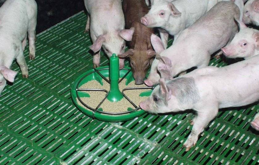 Кормушки для свиней: от корыто до автоматики