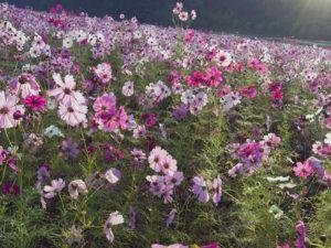 Цветок космея - особенности посадки и ухода