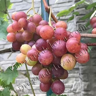 Сорт винограда «русбол»