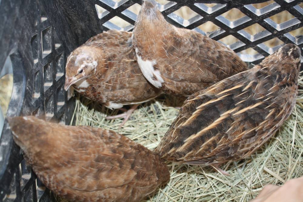 Каких перепелов разводить для получения мяса? породы птиц и их особенности