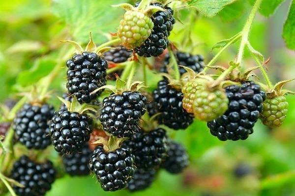 Ежевика блэк сатин black satin: описание и характеристика ягодного кустарника