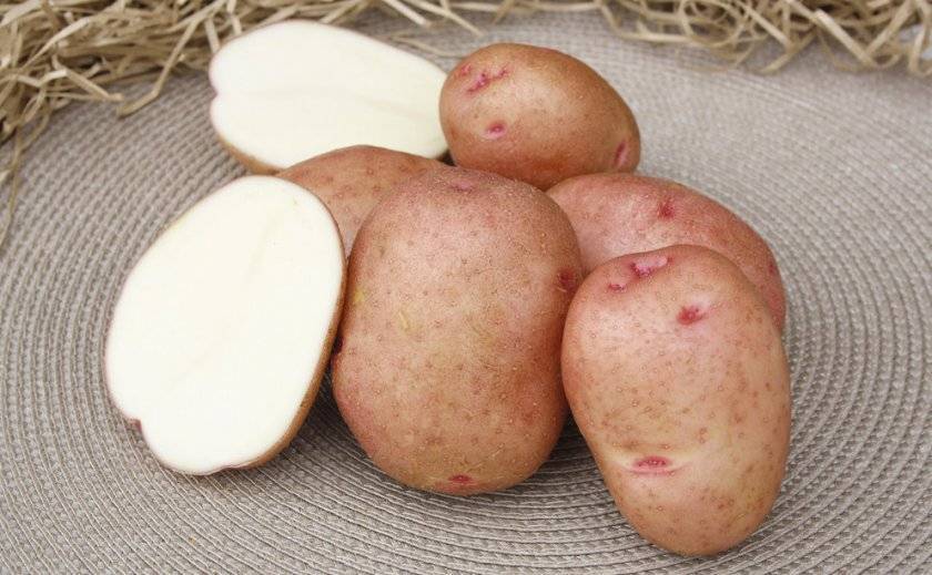 Сорт картофеля красавчик: описание и характеристика, отзывы