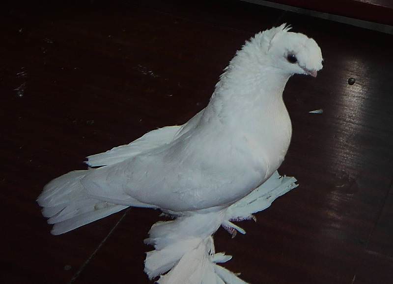 Узбекские бойные голуби: видео, разновидности, разведение