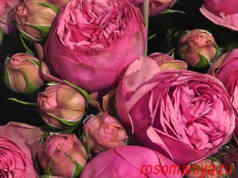 Роза пиано: описание сорта, способы размножения и борьбы с вредителями