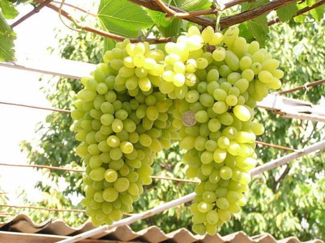Виноград «лора»: описание сорта, фото и отзывы