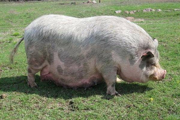 Как самостоятельно узнать супоросная свинья или нет