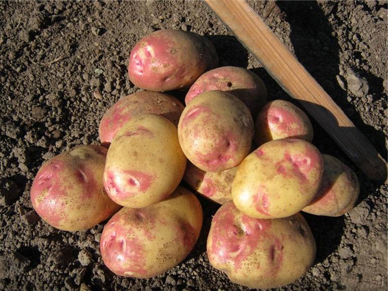 Как вырастить картофель пикассо на дачном участке? описание сорта