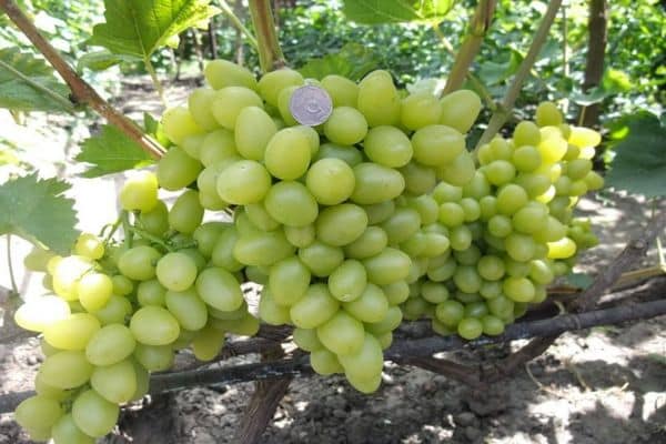 Фунгицид Шавит: инструкция по применению для винограда, отзывы