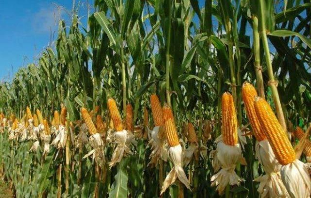 Удобрения для кукурузы при выращивании