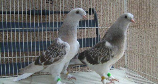 Турецкие голуби такла: видео, разновидности, разведение