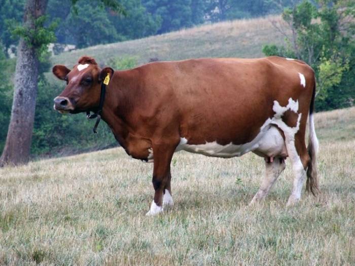 Корова бестужевской породы: фото
