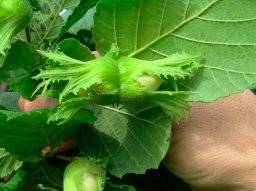 Выращивание фундука из ореха