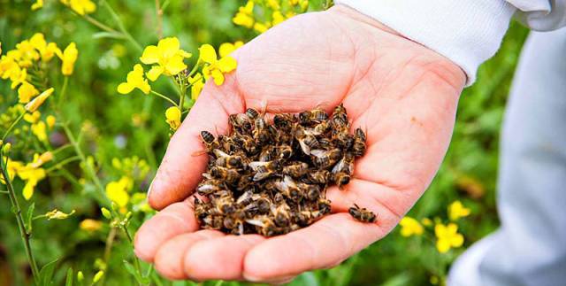 Пчелиный подмор при простатите: рецепты, противопоказания, рекомендации по лечению
