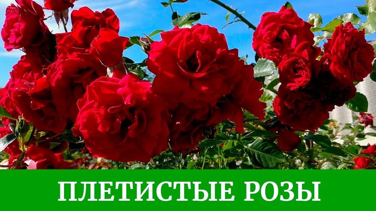 Плетистые розы: сорта и их описания в каталоге с названиями