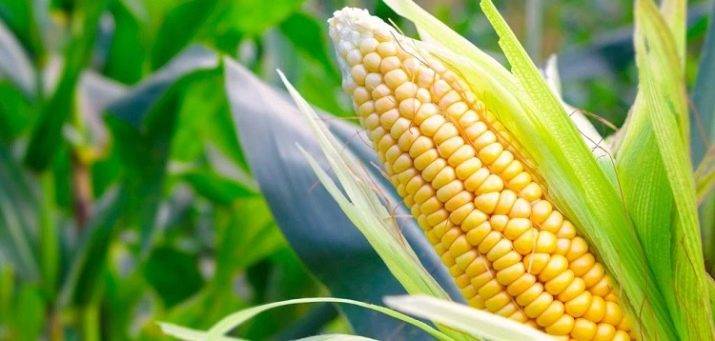 Кукуруза, польза и вред для здоровья человека