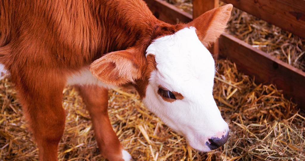 Методы лечения бельма на глазу у коровы