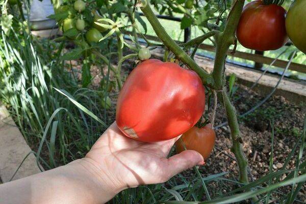 Крупные и сладкие помидоры орлиный клюв - шедевр сибирских селекционеров
