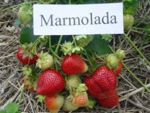 Клубника мармелада: 130 фото и видео посадки и выращивания особого сорта клубники