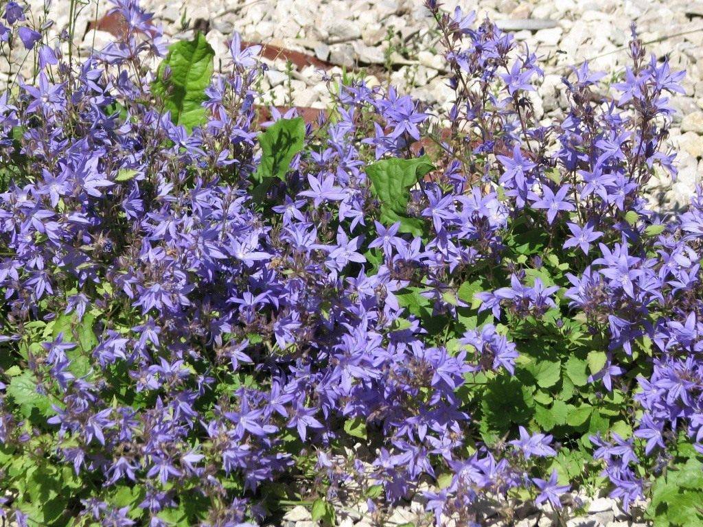 Колокольчики цветы — описание растения и виды