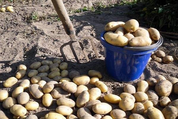 Когда копать молодую картошку на еду – признаки готовности