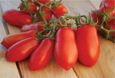 Какие томаты посадить в теплице в подмосковье в 2020 году: лучшие сорта