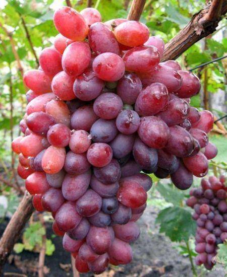 Сорт винограда «раджа», описание и фото