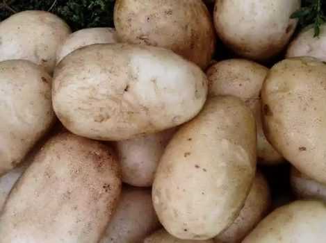 Заслуживший доверие сорт от немецких аграриев — картофель карлена: описание и отзывы