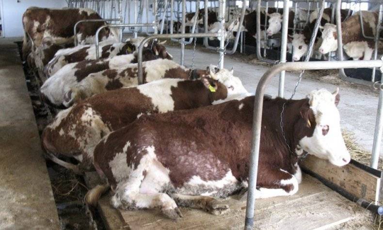 Лечение бородавок у коров на вымени