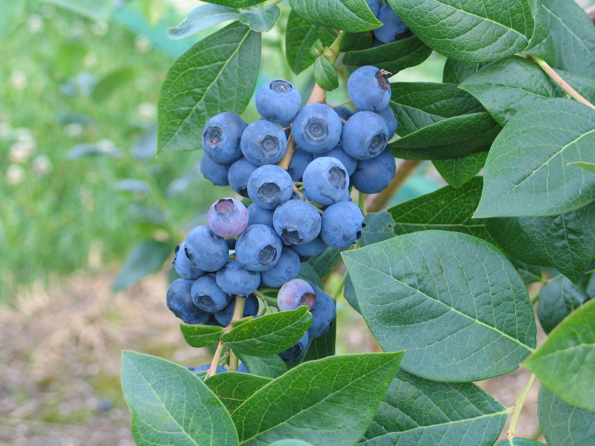 Голубика садовая норт блю: описание и характеристики сорта, уход и выращивание