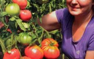 Как посадить и вырастить томат «зимаревский великан»