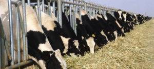 Как лечить корову в зависимости от тяжести болезни?