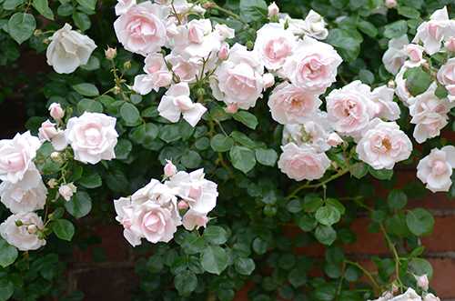 Плетистая роза нью доун: неприхотливый элегантный сорт в декоре сада