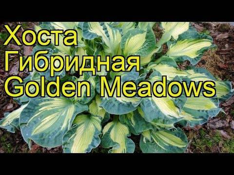 Хоста «голден медоуз» (24 фото): описание golden meadows, посадка и размножение