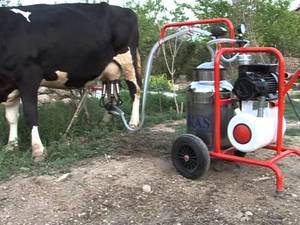 Как сделать доильный аппарат для коров в домашних условиях?
