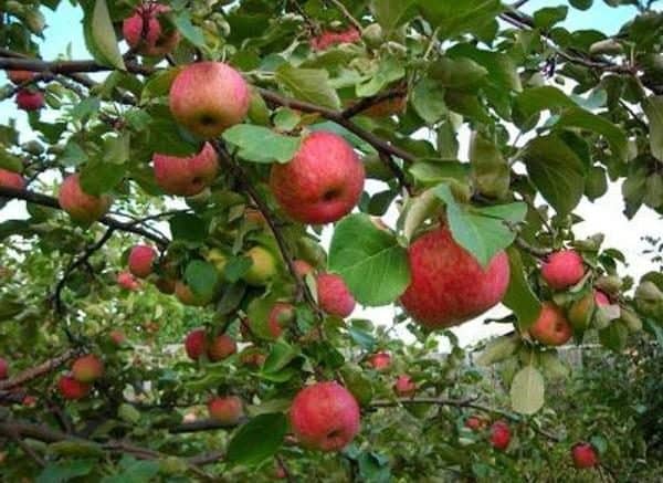 Культивирование яблони «серебряное копытце»