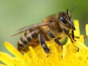 Леток для пчел: что это такое и как сделать своими руками?