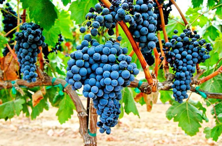 Виноград темпранильо, описание сорта: происхождение, урожайность, вкус