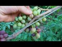 Анюта — сорт винограда с медово-мускатным вкусом