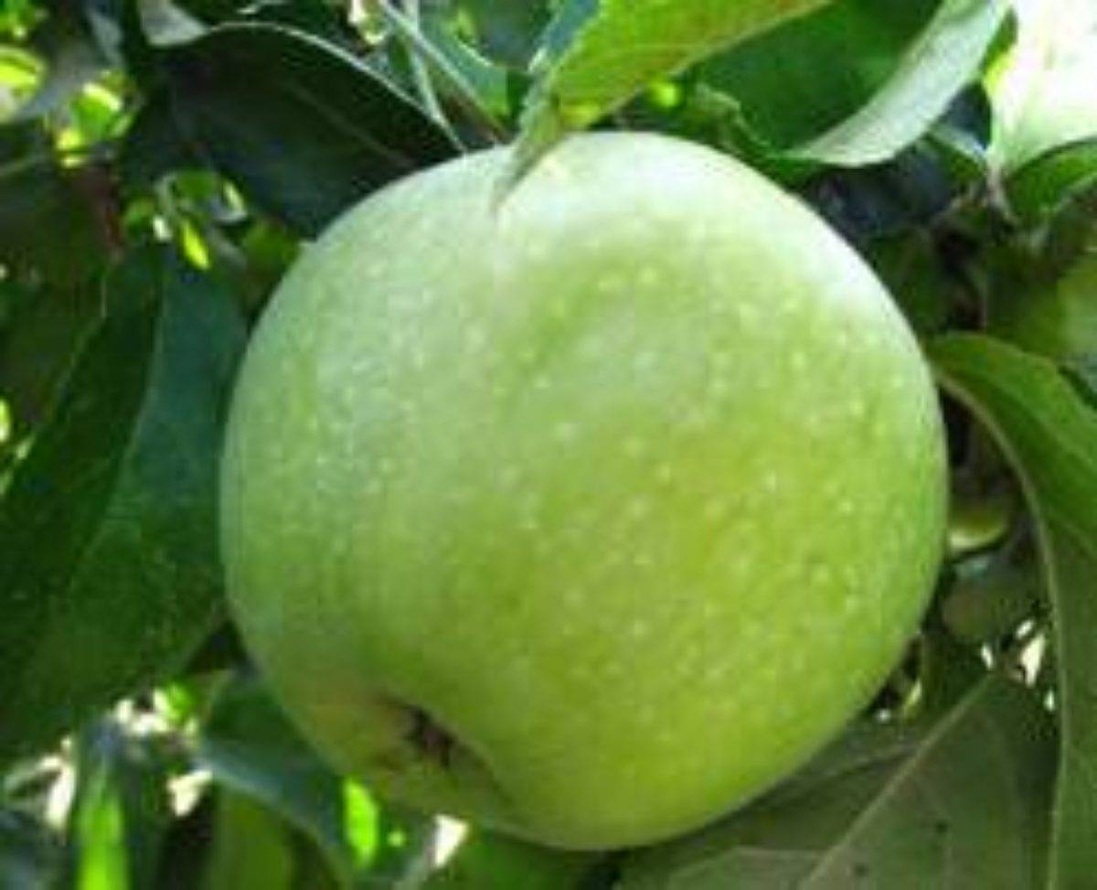 Яблоки семеренко: описание, польза