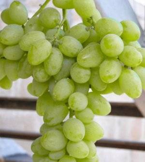 Сверхранний элегант – виноград для мест с коротким теплым сезоном видео