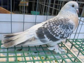 Турецкий бойный голубь такла: описание породы