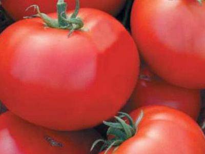 Обзор томатов джина: отличный выбор для открытого грунта