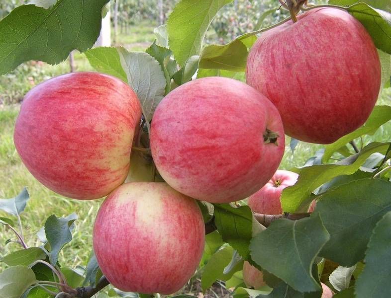 Сорта и преимущества колоновидных яблонь